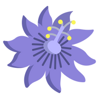 Chamomile Extract